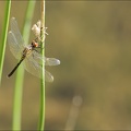 Leucorrhinia albifron ♀-1