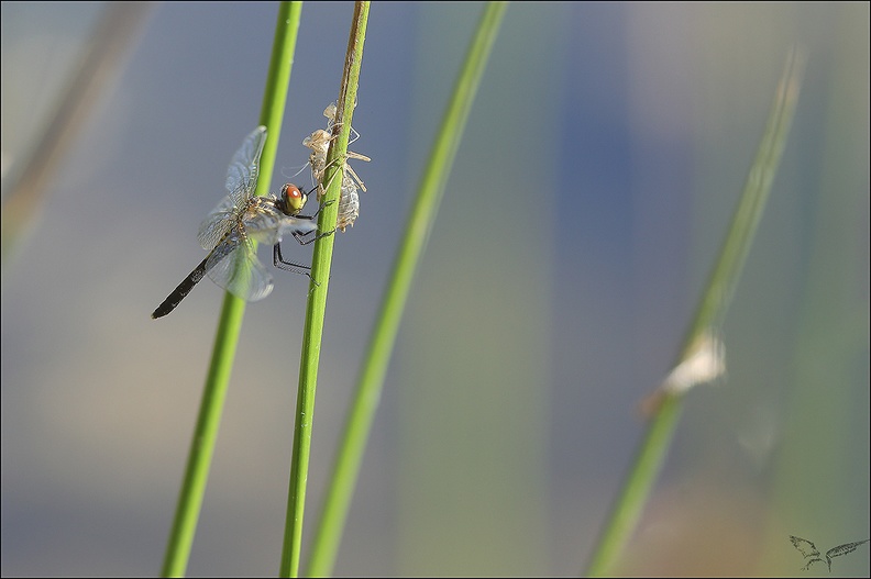 Leucorrhinia albifron ♀-2.jpg