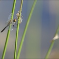 Leucorrhinia albifron ♀-2