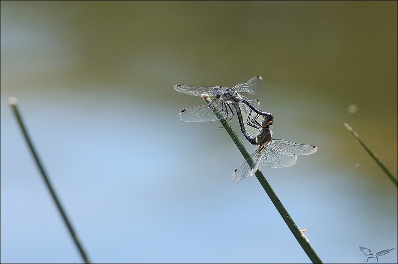 Leucorrhinia albifron-accouplement-