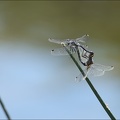 Leucorrhinia albifron-accouplement-.jpg