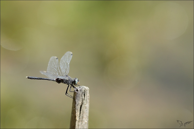 Leucorrhinia albifron-II