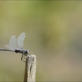 Leucorrhinia albifron-II