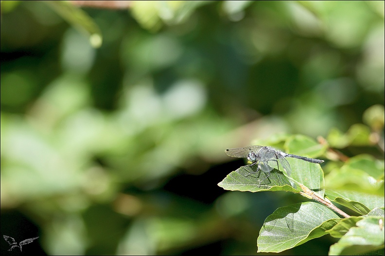 Leucorrhinia albifrons 07-07-22 025