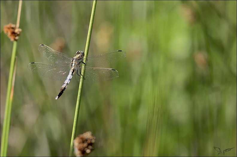 Orthetrum albistylum