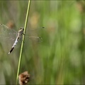 Orthetrum albistylum