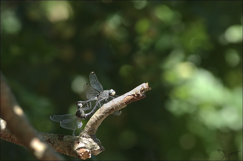 Leucorrhinia albifron-accouplement