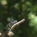 Leucorrhinia albifron-accouplement