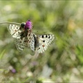 Parnassius apollo accouplement 10-07-22 017