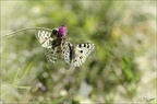 Parnassius apollo accouplement 10-07-22 017