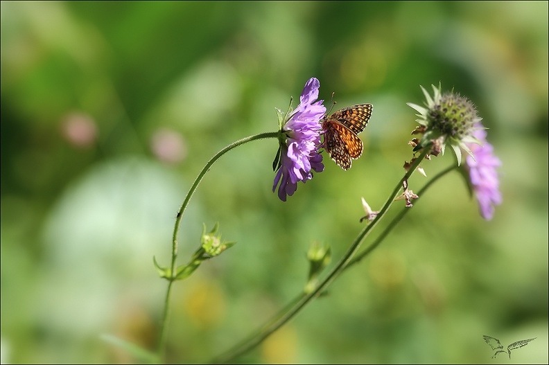 La Mélitée noirâtre_10-07-22_008.jpg