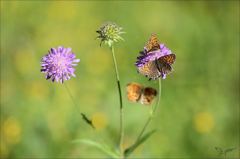 La Mélitée noirâtre_10-07-22_011.jpg