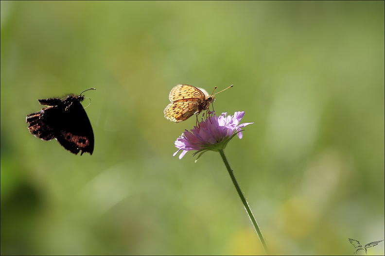 Le Nacré de la filipendule_10-07-22_005.jpg