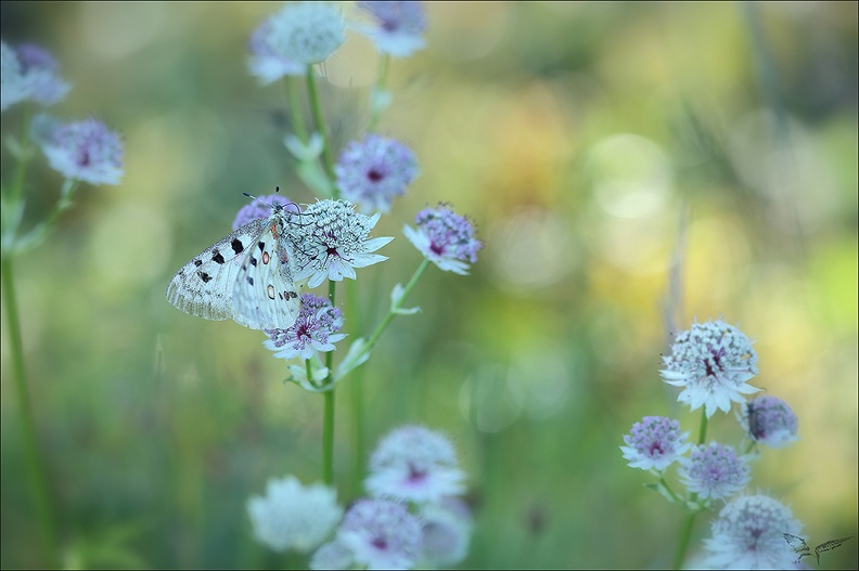 Parnassius apollo 10-07-22 078