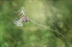 Parnassius apollo accouplement 10-07-22 007-