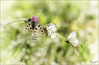 Parnassius apollo accouplement 10-07-22 015