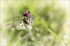 Parnassius apollo accouplement 10-07-22 021