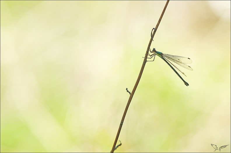 Lestes dryas-17-07-22_004.jpg