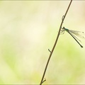 Lestes dryas-17-07-22 004