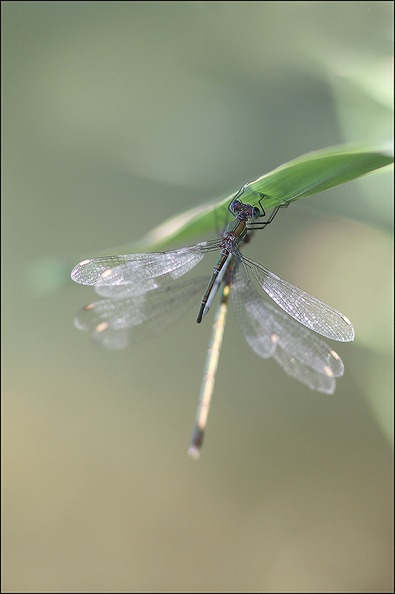 Lestes viridis accouplement