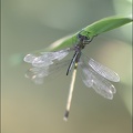 Lestes viridis accouplement