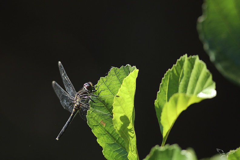 Leucorrhinia albifrons 27-07-22 08