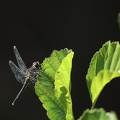 Leucorrhinia albifrons 27-07-22 08