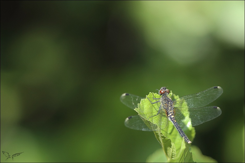 Leucorrhinia albifrons 27-07-22 10