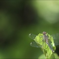 Leucorrhinia albifrons 27-07-22 10