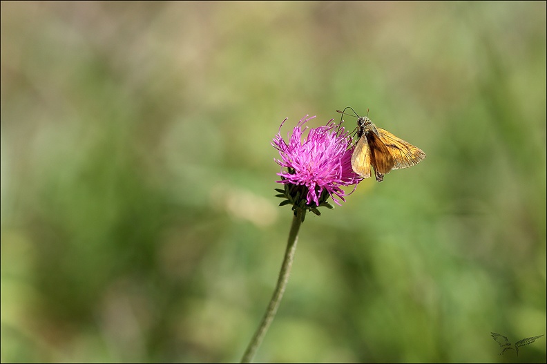 Le Comma_10-07-22_004.jpg