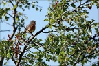 Fauvette grisette 29-06-22 15
