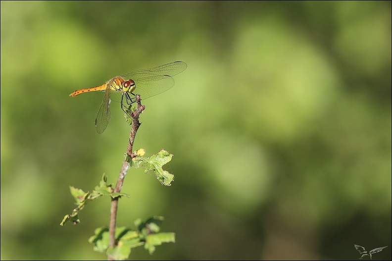 Sympetrum d