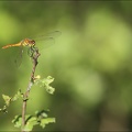 Sympetrum d.jpg