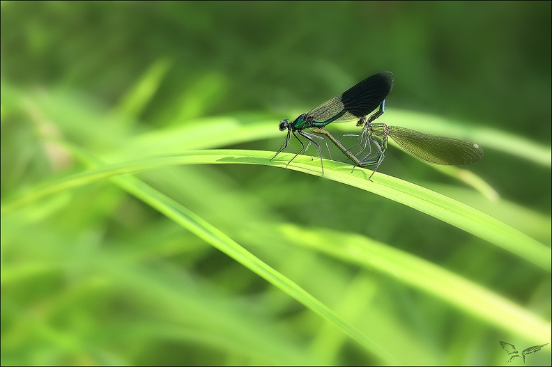 Calopteryx splendens acc 01-08-22 03