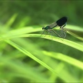 Calopteryx splendens acc 01-08-22 03