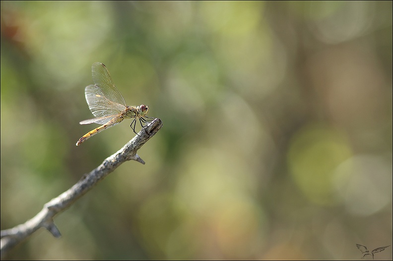 Sympetrum depressiusculum 20-08-22 26