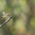 Sympetrum depressiusculum 20-08-22 26