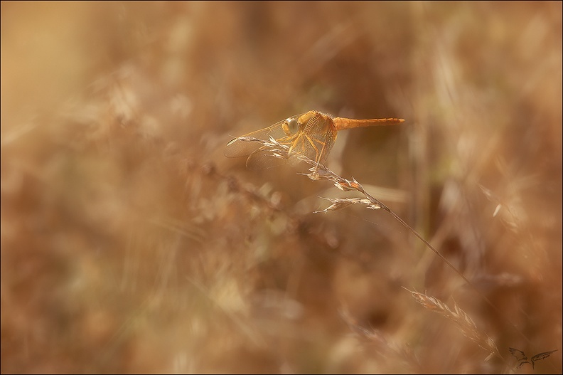 Crocothemis erythraea 12-08-22 03