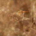 Crocothemis erythraea 12-08-22 03