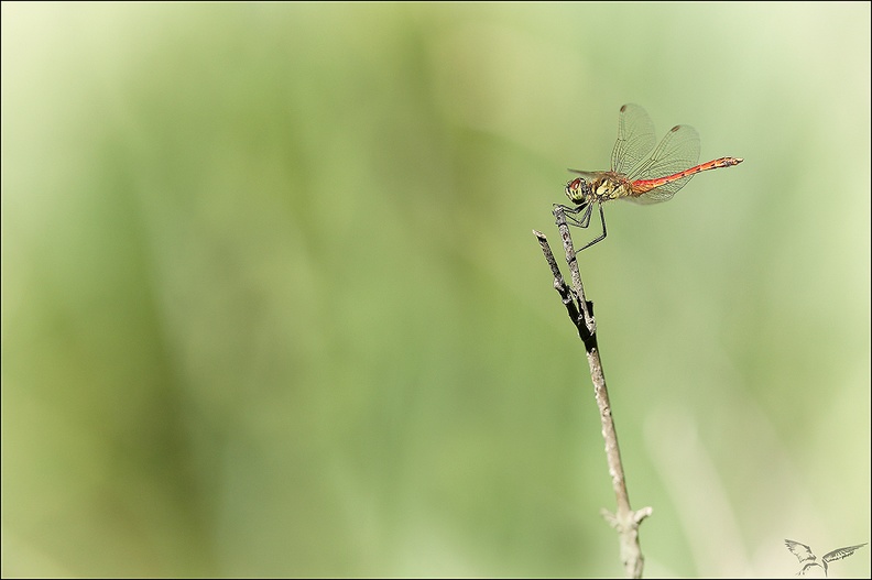 Sympetrum depressiusculum_20-08-22_16.jpg