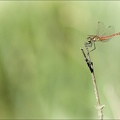 Sympetrum depressiusculum 20-08-22 16