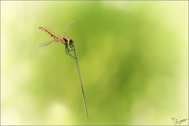 Sympetrum depressiusculum_20-08-22_23.jpg