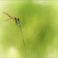 Sympetrum depressiusculum_20-08-22_23.jpg