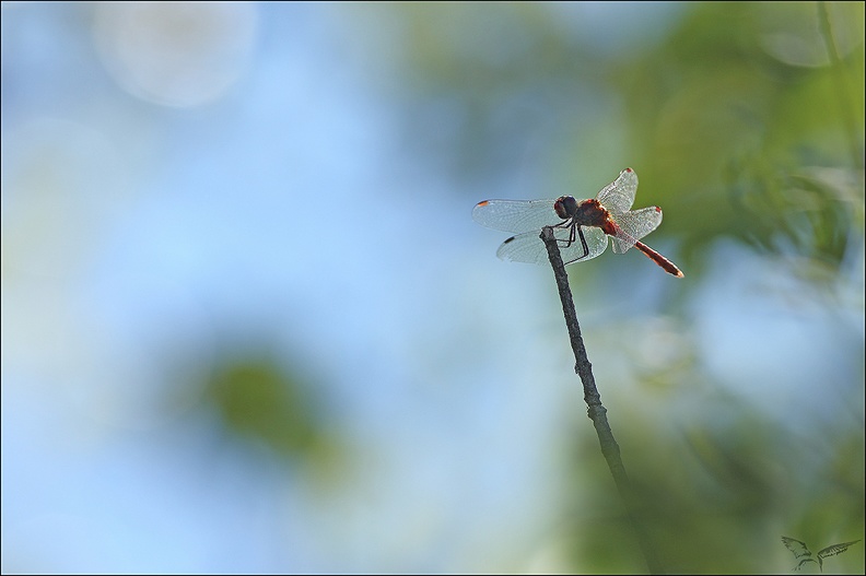 Sympetrum sanguineum_20-08-22_02.jpg