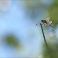 Sympetrum sanguineum 20-08-22 02