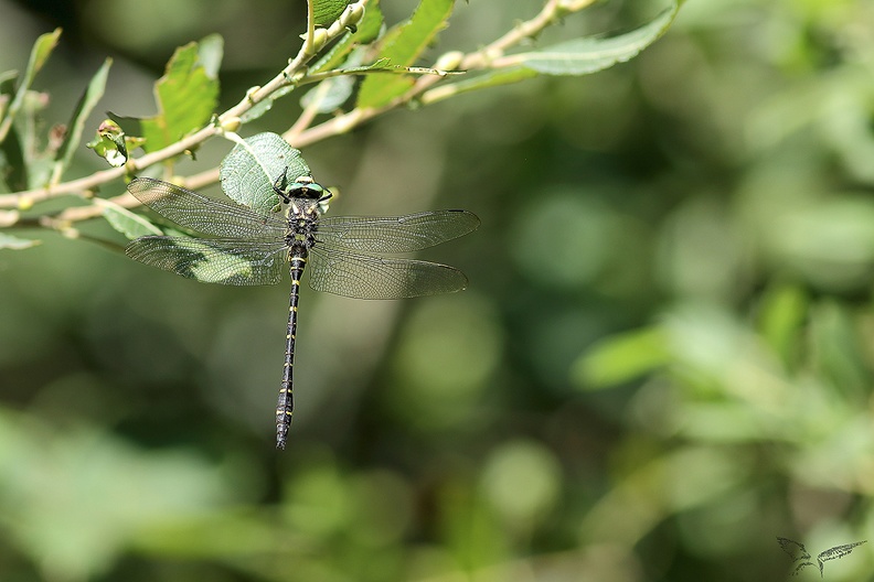 Cordulegaster boltonii