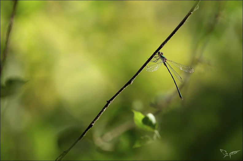 Lestes viridis