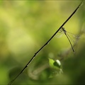 Lestes viridis