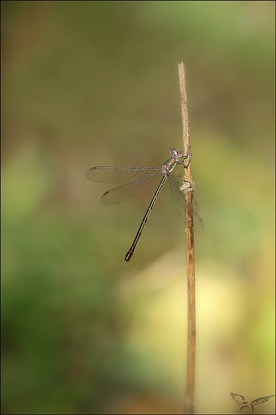 Lestes viridis 20-08-22 06