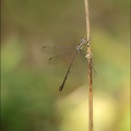 Lestes viridis_20-08-22_06.jpg